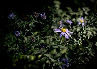 Purple aster flower