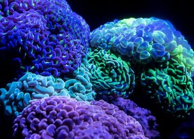 Colorful Coral Reef Ocean