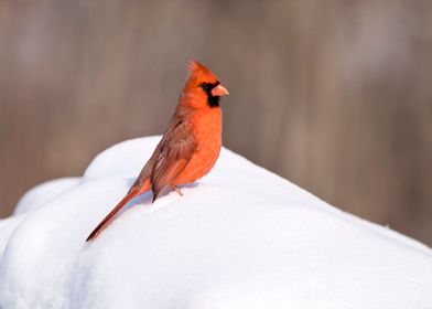 Red cardinal in the snow