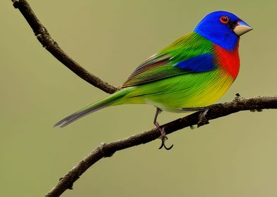 A colorful Bunting bird