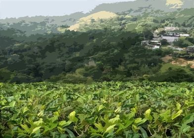 Munnar Tea Garden