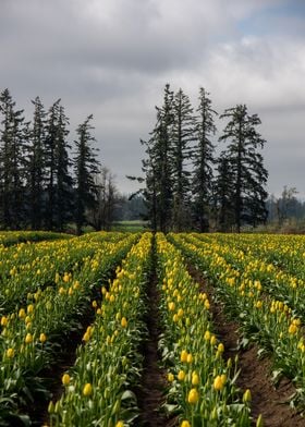 Field of tulips to trees