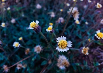 pretty white flowers