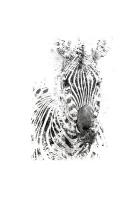 zebra