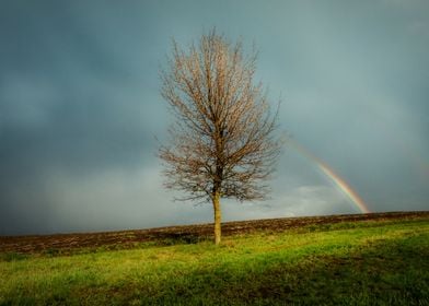 Rainbow and tree