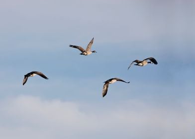 Canada geese flying