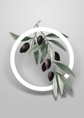 Olive Tree Branch Flower