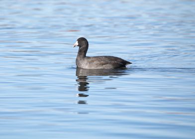 American coot in water