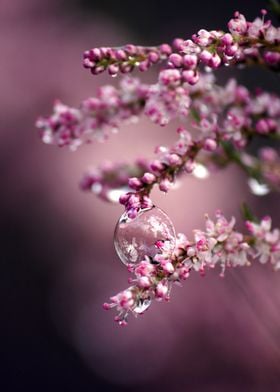 bubble on pink flowers