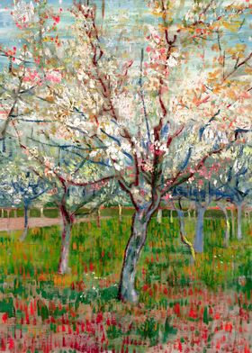 Apricot Trees