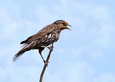 Female red wing black bird