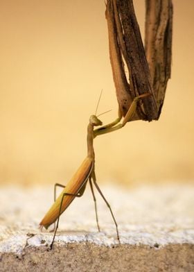 Mantis