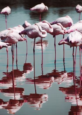 Flamingo reflections