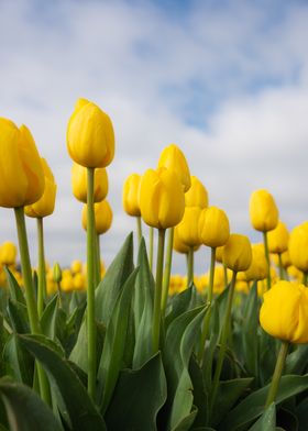 Calming yellow tulips