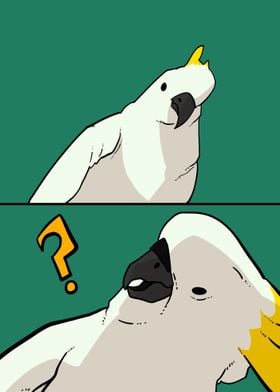 confused bird