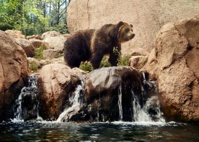 Black Bear Rock