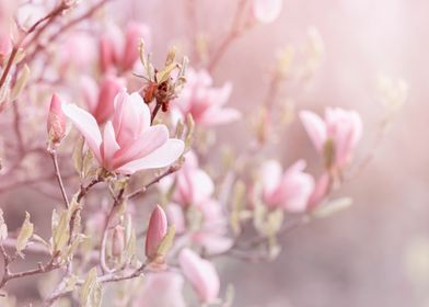 Pink Magnolia tree