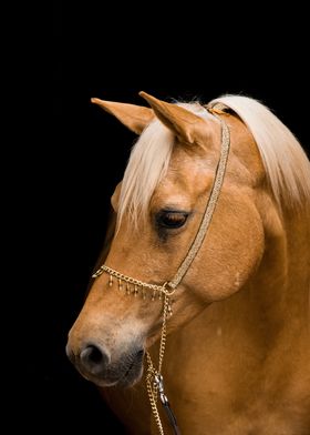 horse pale brown