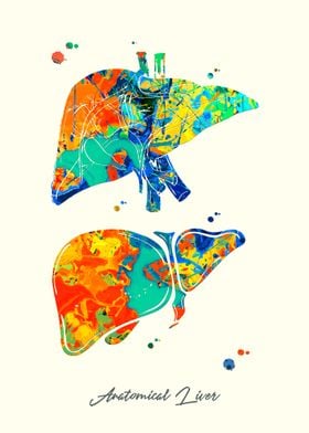 Anatomical Liver