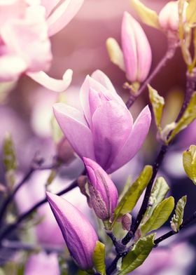 Purple Magnolia flowers