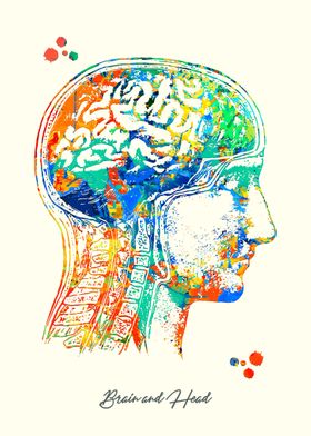 Brain and Head