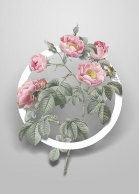 Tomentose Rose Flower Art