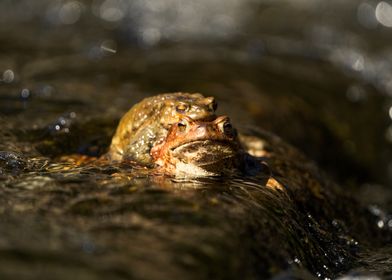 Male toad riding a female