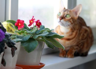 Cat infront of Window