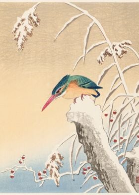 Kingfisher in the snow