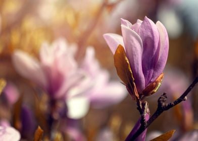 Purple magnolia tree