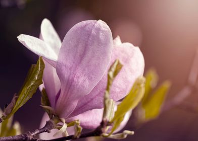 Purple Magnolia flower