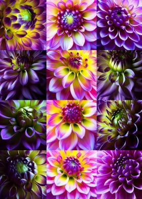 Beautiful Dahlias