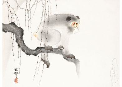 Monkey on a Tree Branch