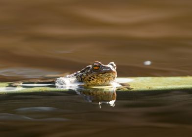 Sunbathing toad