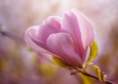 Pink Magnolia flower 