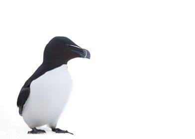 Razorbill whiteout