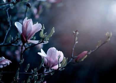 Purple Magnolia flowers