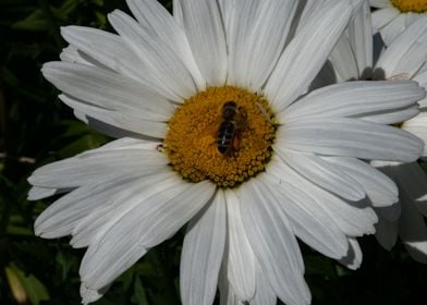 Summer White Flower