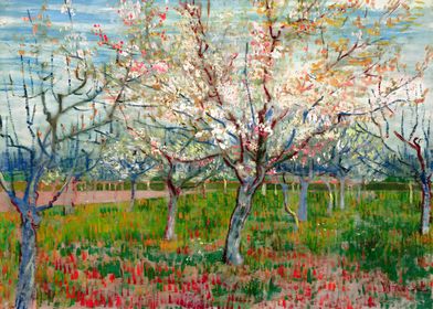 Apricot Trees 1888