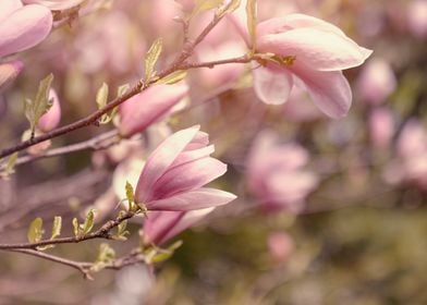 Pink Magnolia tree, macro