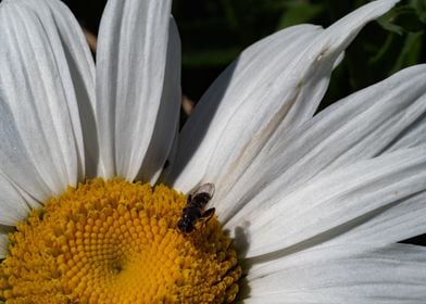 Summer White Flower