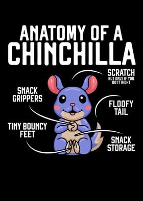 Anatomy Of A Chinchilla