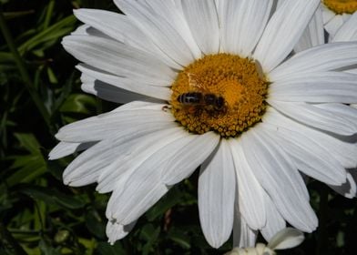 Summer White Flower