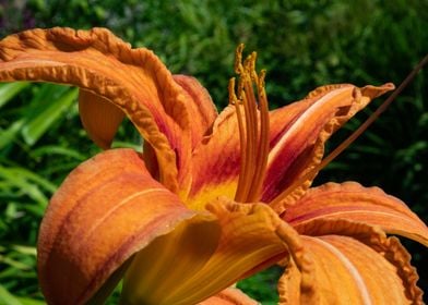 Summer Orange Flower