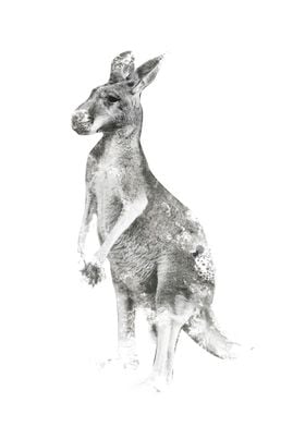 kangaroo