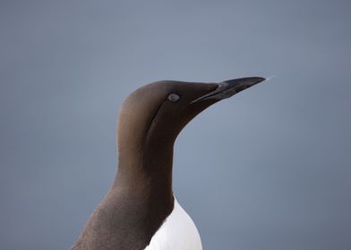 Common Guillemot portrait