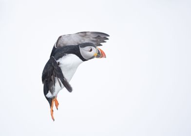 Puffin in flight