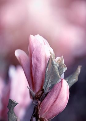 Pink magnolia flowers