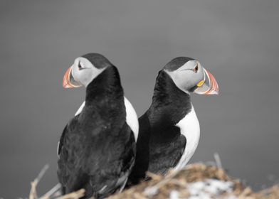 Pair of Puffins