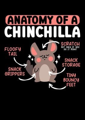 Anatomy Of A Chinchilla